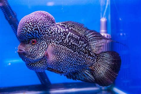 freshwater fish for sale|Exotic Fish Shop .